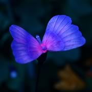 Blue Butterfly lights